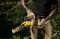 Пила ланцюгова акумуляторна DeWalt 18В XR Li-lon 8.6м/с шина 20см 2.1кг без АКБ та ЗП