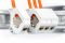 Кабель "вита пара" DIGITUS CAT 7 S-FTP, 500м, AWG 23/1, LSZH, помаранчевий Кабель "вита пара" DIGITUS CAT 7 S-FTP, 500м, AWG 23/1, LSZH, помаранчевий