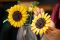 Конструктор LEGO Botanicals Букет соняшників