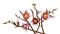Конструктор LEGO Botanicals Гілки магнолії