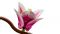 Конструктор LEGO Botanicals Гілки магнолії